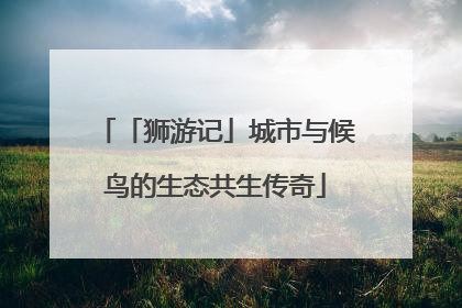 「狮游记」城市与候鸟的生态共生传奇