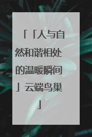 「人与自然和谐相处的温暖瞬间」云端鸟巢