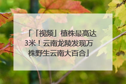 「视频」植株最高达3米！云南龙陵发现万株野生云南大百合