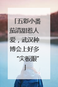 五彩小番茄清甜惹人爱，武汉种博会上好多“尖板眼”