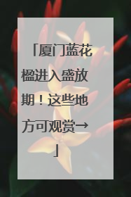 厦门蓝花楹进入盛放期！这些地方可观赏→