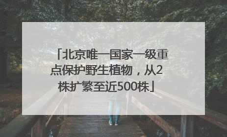 北京唯一国家一级重点保护野生植物，从2株扩繁至近500株