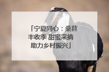 宁夏同心：桑葚丰收季 甜蜜采摘助力乡村振兴