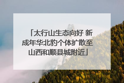 太行山生态向好 新成年华北豹个体扩散至山西和顺县城附近