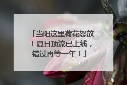 当阳这里荷花怒放！夏日顶流已上线，错过再等一年！