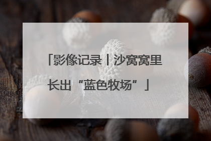 影像记录丨沙窝窝里长出“蓝色牧场”