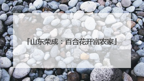山东荣成：百合花开富农家
