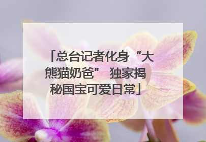 总台记者化身“大熊猫奶爸” 独家揭秘国宝可爱日常