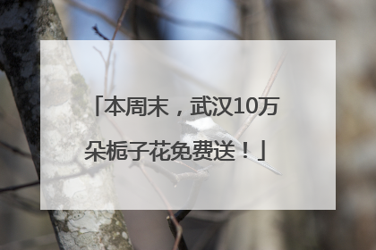 本周末，武汉10万朵栀子花免费送！