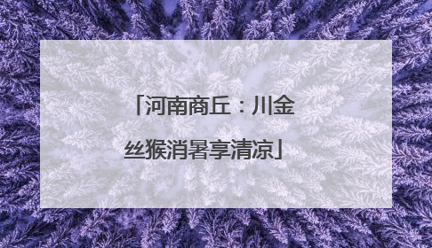 河南商丘：川金丝猴消暑享清凉