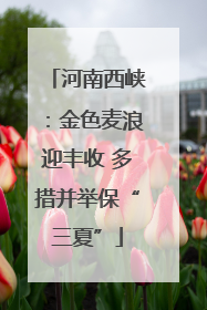 河南西峡：金色麦浪迎丰收 多措并举保“三夏”