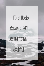 河北秦皇岛：初夏时节插秧忙