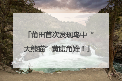 莆田首次发现鸟中“大熊猫”黄腹角雉！