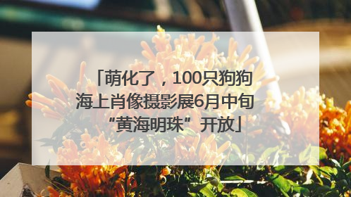 萌化了，100只狗狗海上肖像摄影展6月中旬“黄海明珠”开放