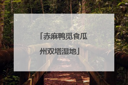 赤麻鸭觅食瓜州双塔湿地