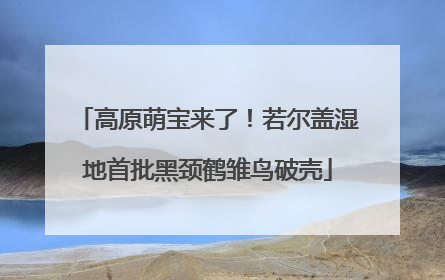 高原萌宝来了！若尔盖湿地首批黑颈鹤雏鸟破壳