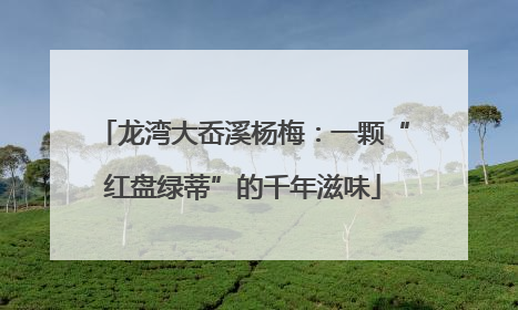 龙湾大岙溪杨梅：一颗“红盘绿蒂”的千年滋味